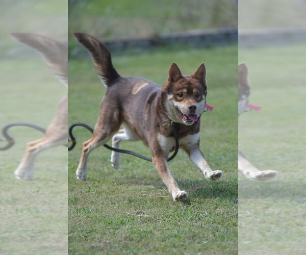 Medium Photo #3 Siberian Husky-Unknown Mix Puppy For Sale in Boston, MA, USA