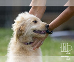 Small Golden Pyrenees-Poodle (Standard) Mix