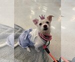Small Photo #19 Chihuahua-Unknown Mix Puppy For Sale in Boston, MA, USA