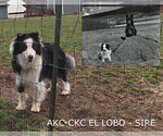 Small #6 Border Collie
