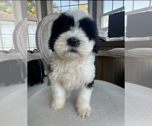 Sheepadoodle Puppy for Sale in HEBRON, Maryland USA