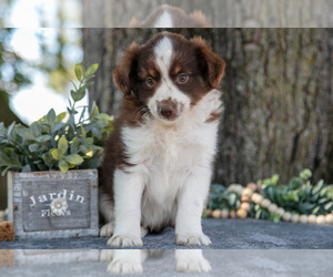 Medium Miniature Australian Shepherd