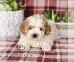 Cavapoo Puppy for sale in PARADISE, PA, USA