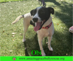 Small #19 Jack Russell Terrier Mix