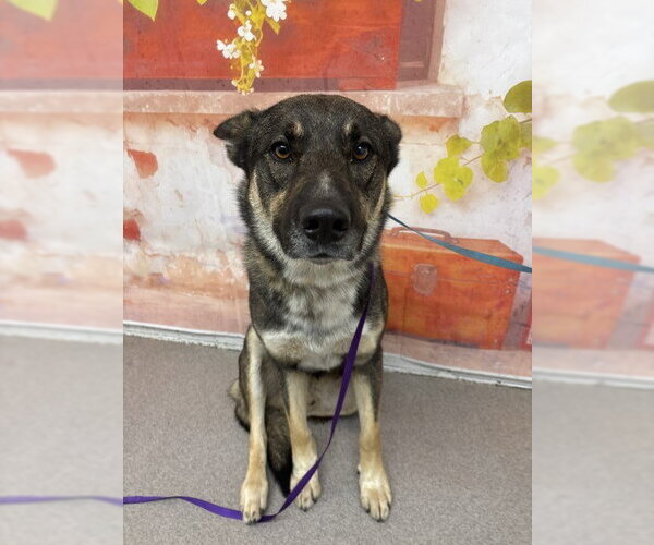 Medium Photo #1 German Shepherd Dog Puppy For Sale in San Bernardino, CA, USA