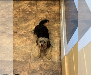 Yorkshire Terrier Puppy for sale in PALOS HEIGHTS, IL, USA
