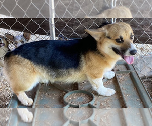 Mother of the Pembroke Welsh Corgi puppies born on 09/12/2022