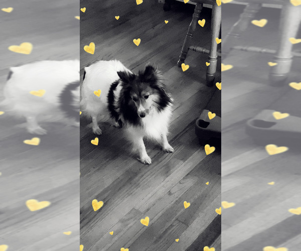 Medium Photo #1 Shetland Sheepdog Puppy For Sale in ELMWOOD, IL, USA