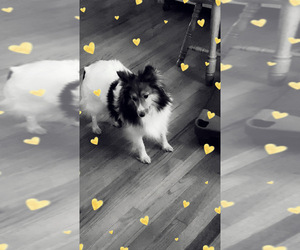 Mother of the Shetland Sheepdog puppies born on 01/29/2025