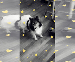Small Photo #1 Shetland Sheepdog Puppy For Sale in ELMWOOD, IL, USA