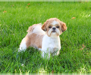 Mother of the Shih Tzu puppies born on 07/05/2026