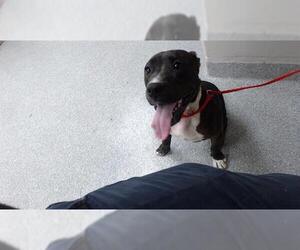 Staffordshire Bull Terrier-Unknown Mix Dogs for adoption in Pasadena, TX, USA