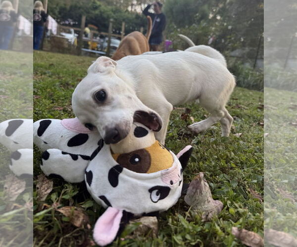 Medium Photo #16 Chiweenie Puppy For Sale in Wakefield, RI, USA