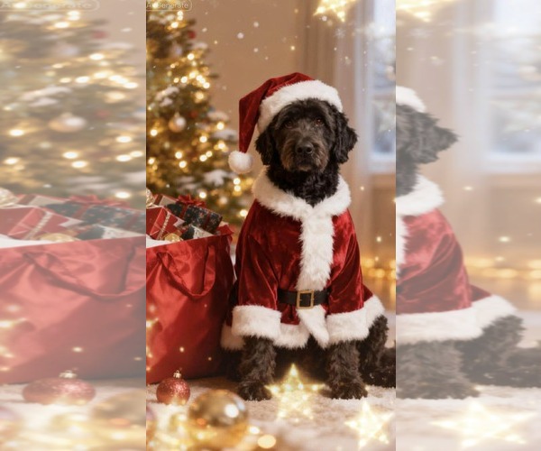 Medium Photo #1 Labradoodle Puppy For Sale in Westwood, NJ, USA