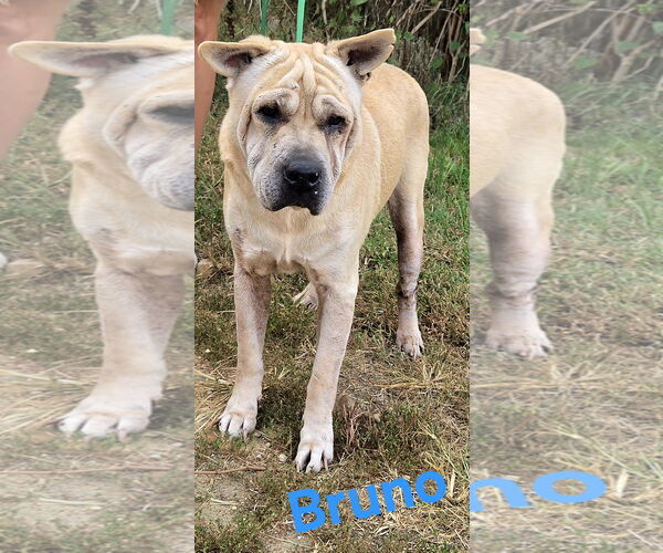 Medium Photo #4 Mutt Puppy For Sale in Jackson, MS, USA