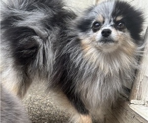Mother of the Pomeranian puppies born on 07/18/2025