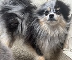 Small Photo #1 Pomeranian Puppy For Sale in FIFE, WA, USA