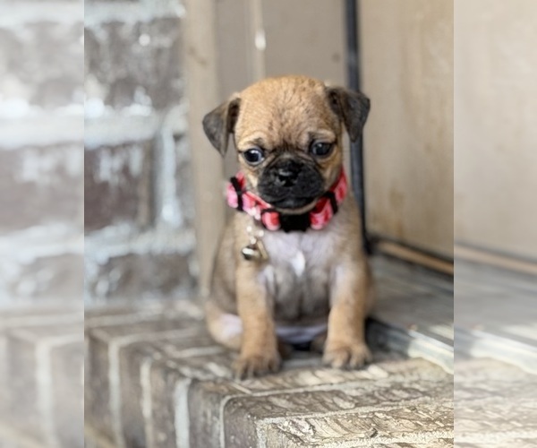 Medium Photo #1 Chug Puppy For Sale in ROCKWALL, TX, USA