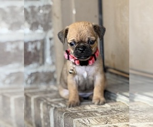 Chug Puppy for sale in ROCKWALL, TX, USA
