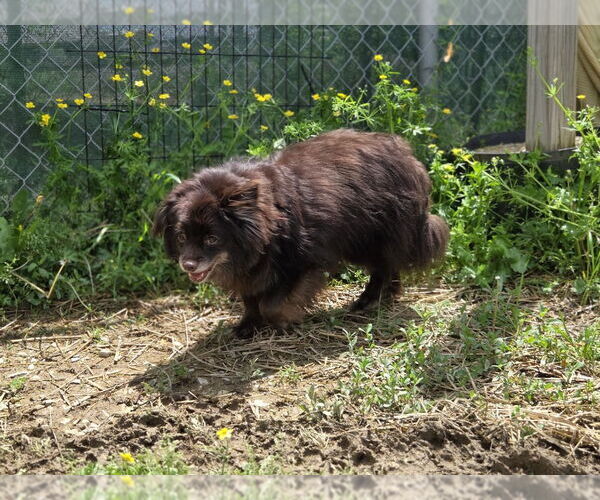 Medium Photo #3 Pomeranian Puppy For Sale in Evansville, IN, USA