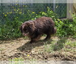 Small #2 Pomeranian