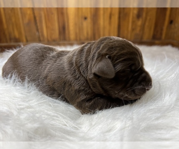 Medium Photo #1 Labrador Retriever Puppy For Sale in NEOLA, WV, USA