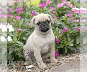 Pug Puppy for sale in SHIPPENSBURG, PA, USA