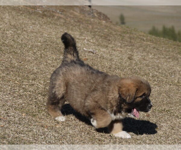Medium Photo #15 Great Pyrenees-Tibetan Mastiff Mix Puppy For Sale in Lillooet, British Columbia, Canada