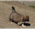 Small Photo #15 Great Pyrenees-Tibetan Mastiff Mix Puppy For Sale in Lillooet, British Columbia, Canada