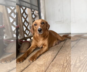 Labbe Dogs for adoption in Oakhurst, NJ, USA