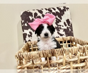 Aussiedoodle Puppy for sale in AMBROSE, GA, USA