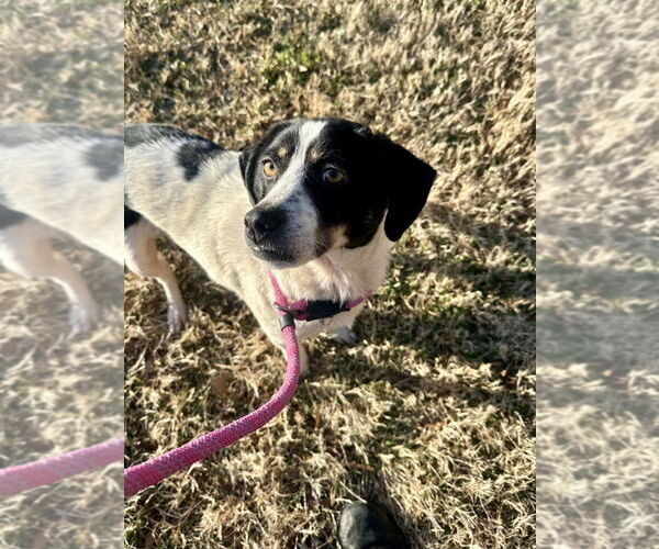 Medium Photo #3 Mutt Puppy For Sale in Glen Allen, VA, USA