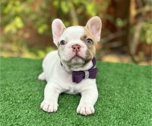 French Bulldog Puppy for Sale in PALM BAY, Florida USA