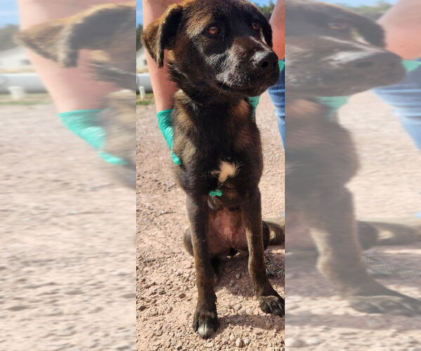 Medium Photo #3 Labrador Retriever-Unknown Mix Puppy For Sale in Plymouth, MN, USA