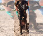 Small #2 Labrador Retriever Mix
