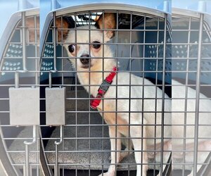 Chihuahua-Unknown Mix Dogs for adoption in Riesel, TX, USA