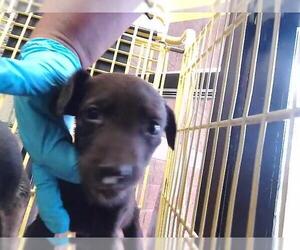 Labrador Retriever-Unknown Mix Dogs for adoption in Tulsa, OK, USA