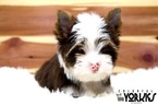 Small Photo #12 Yorkshire Terrier Puppy For Sale in KELLER, TX, USA