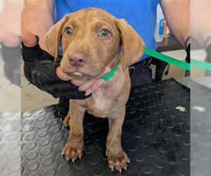 Labrador Retriever-Unknown Mix Dogs for adoption in Camarillo, CA, USA