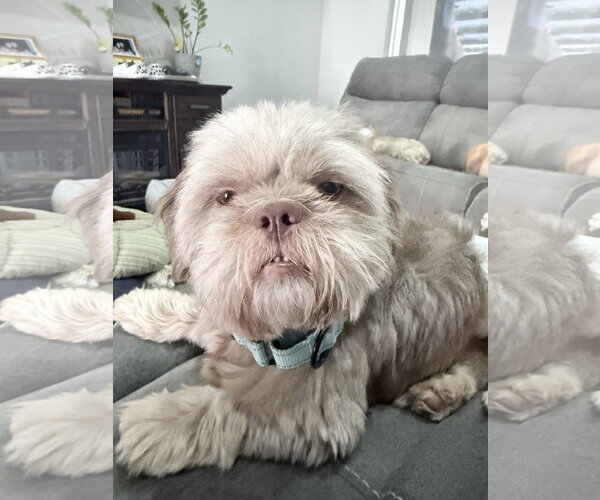 Medium Photo #1 Shih Tzu Puppy For Sale in Dumont, NJ, USA