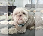 Small Shih Tzu