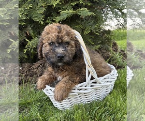 Whoodle (Miniature) Puppy for Sale in MIDDLEBURY, Indiana USA