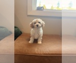 Ghibli - Male Cavapoochon (Miniature) Puppy for Sale - Photo #3