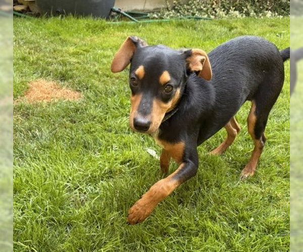 Medium Photo #3 Rat Terrier-Unknown Mix Puppy For Sale in Bellevue, WA, USA