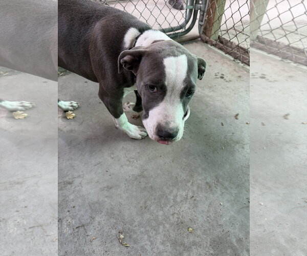 Medium Photo #2 American Pit Bull Terrier Puppy For Sale in Monte Vista, CO, USA