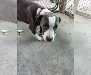 Monty - Male American Pit Bull Terrier Dog for Adoption - Photo #2