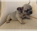 Small Photo #4 French Bulldog Puppy For Sale in CHULA VISTA, CA, USA