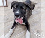 Small #1 Labrador Retriever Mix