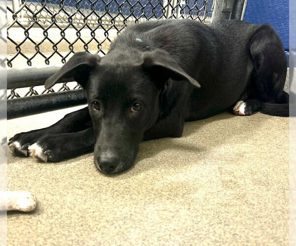 Medium Photo #1 Labrador Retriever-Unknown Mix Puppy For Sale in Sterling, MA, USA