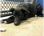 River 4mo (AVA 10/21) - Male Labrador Retriever-Unknown Mix Dog for Adoption - Small photo